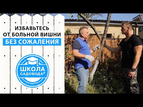 Видео: Как обрезать засохшую вишню? Самое простое и понятное видео про обрезку вишни
