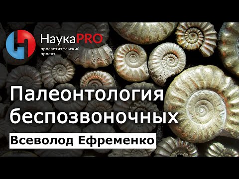 Видео: Что беспозвоночные могут рассказать о прошлом? – Всеволод Ефременко | Лекции по палеонтологии