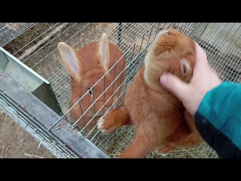 Видео: Кролики в теплице 2-й сезон. Итоги зимнего содержания.