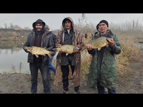 Видео: Катта балик ови мусобокаси