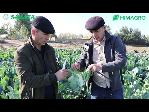 Видео: МАНА ЎША ДЕХҚОН КУТГАН ГУЛКАРАМ ALSTON F1