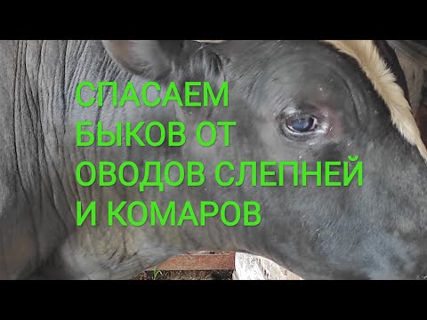 Видео: СПАСАЕМ БЫКОВ ОТ ОВОДОВ СЛЕПНЕЙ МУХ И КОМАРОВ. ОТКОРМ БЫКОВ