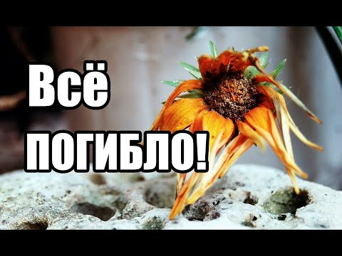 Видео: Остались без сада/Очередной провал/Кусаем локти
