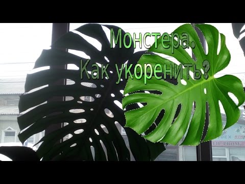 Видео: Монстера.  Укоренение черенка монстеры.