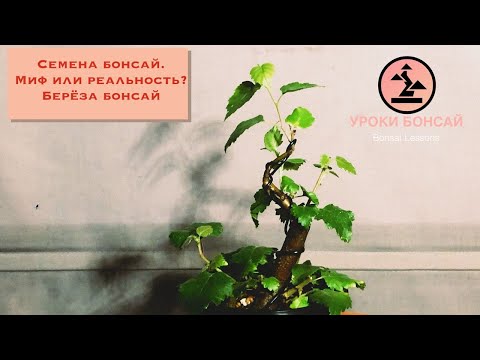 Видео: Семена бонсай это миф или реальность? Береза бонсай. Bonsai from Seed