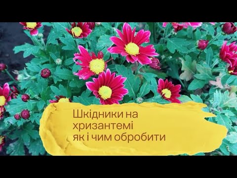 Видео: "Шкідники хризантем: як врятувати рослини і чим обробити!"