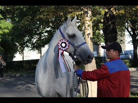 Видео: Фильм о Новотомниковском конном заводе