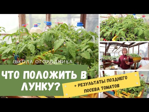Видео: ЧТО положить в лунку? Моя рассада томатов позднего посева / Отличия у разных сортов томатов