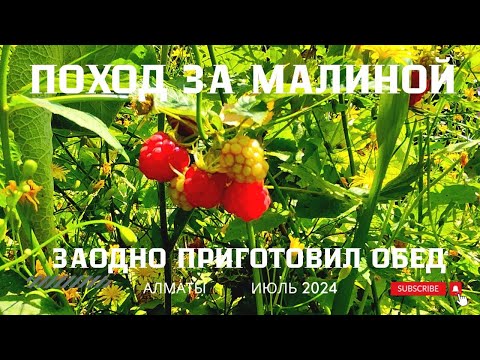 Видео: Сбор малины в Алматы Июль 2024