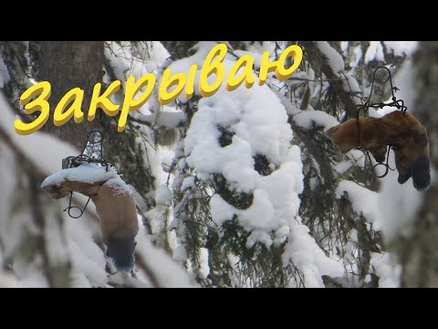 Видео: Закрываю большой путик удачно белки кедровки не унимаются прогулка в – 30 гр. выехал с трудом