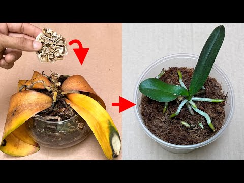 Видео: Эта чесночная кожура моментально и простым способом оживляет все гнилые орхидеи.