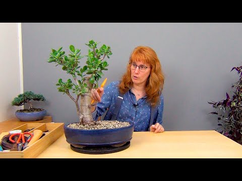 Видео: Обрезка взрослой крассулы (ч.10).