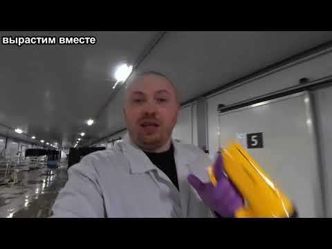 Видео: Стимуляция завязей после "шока".Как выращивать больше шампиньонов. Делюсь опытом.