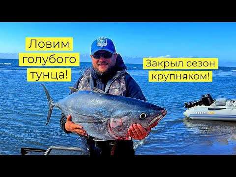 Видео: Ловим голубого тунца. Закрытие сезона 2024 #рыбалка #fishing #сахалин #tuna #bluefin #туризм