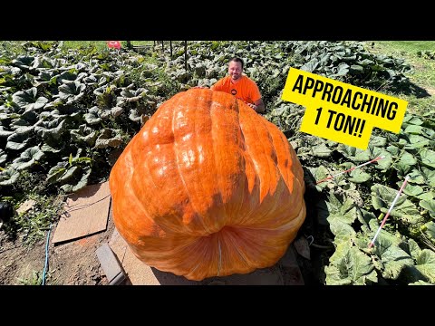 Видео: Обновление «Гигантской тыквы»: большой вес, большие проблемы
