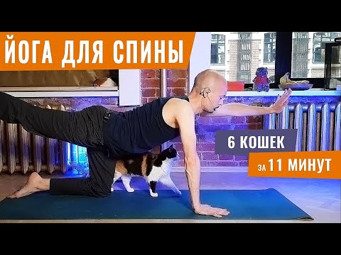 Видео: 6 КОШЕК ДЛЯ ЗДОРОВЬЯ СПИНЫ на каждый день! | Йога для начинающих | Йогатерапия