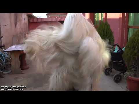 Видео: кукери село динката  2024