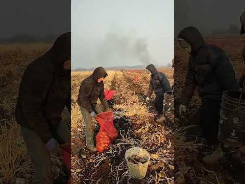 Видео: 25.10.2025 Сборник#1 Колхозное наследие