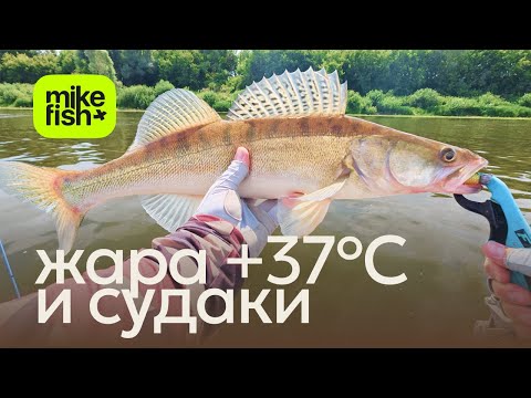 Видео: Судак в адскую жару: ловля судака днём в +37ºС.