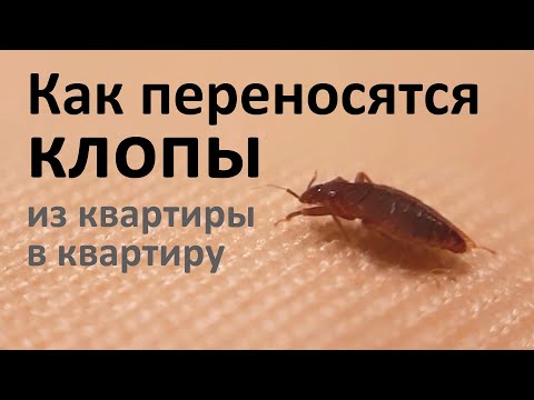 Видео: Как переносятся клопы из квартиры в квартиру?