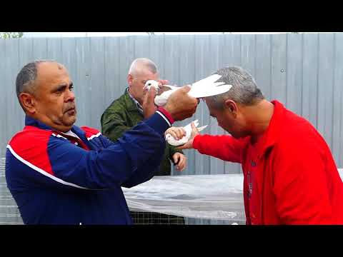 Видео: Ярмарка голубей в Гусь-Хрустальном 20.07.19.