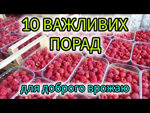 Видео: Малина завалить врожаєм. Малина - корисні поради. Як виростити гарний врожай. Догляд за малиною.