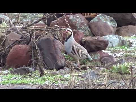 Видео: Keklik Avı (Bağlı) - الحجل طائر - куропатка - partridge