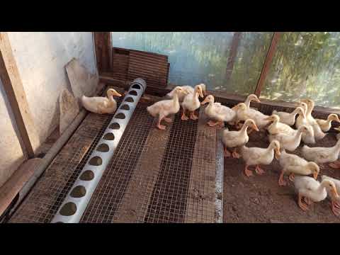 Видео: У уток сухо// Утка стар 53