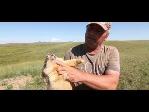 Видео: Промысел сурка | кафедра охотоведения | охотовед.pw