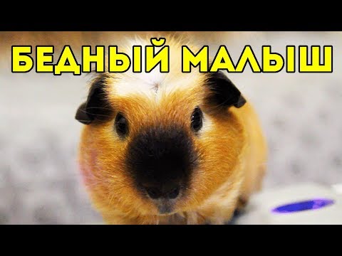 Видео: ЕМУ ОЧЕНЬ БОЛЬНО 😔 ПЛАЧЕВНЫЙ РЕЗУЛЬТАТ ПЛОДИЛЬНИ 😢 Покупки с NEWCHIC