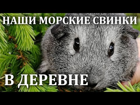 Видео: Морские свинки на природе. Как гуляют морские свинки. Морские свинки на даче.