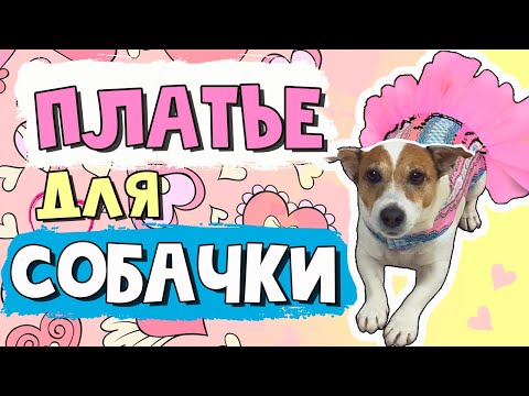 Видео: Красивое ПЛАТЬЕ ДЛЯ СОБАКИ. Как сшить платье для собаки всего за один час
