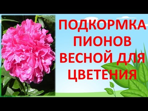 Видео: ПОДКОРМКА ПИОНОВ ВЕСНОЙ ДЛЯ МОЩНОГО ЦВЕТЕНИЯ🌸🌸🌸Как выращивать пионы