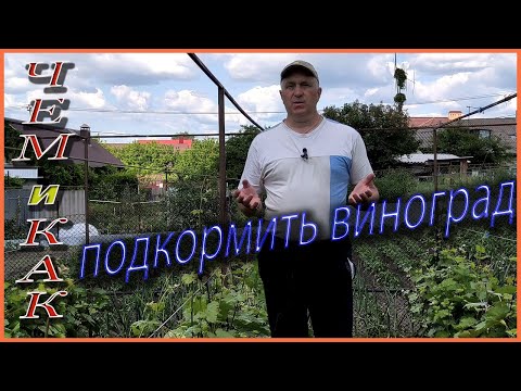 Видео: Как увеличить урожайность? Какие нужны удобрения для винограда?