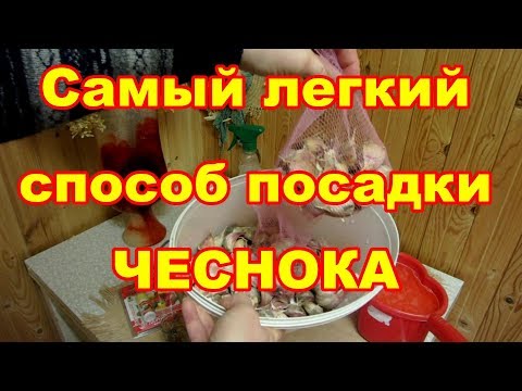 Видео: Простой способ посадки чеснока без укрытия под зиму