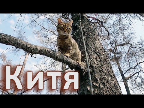 Видео: Китя сообразительный