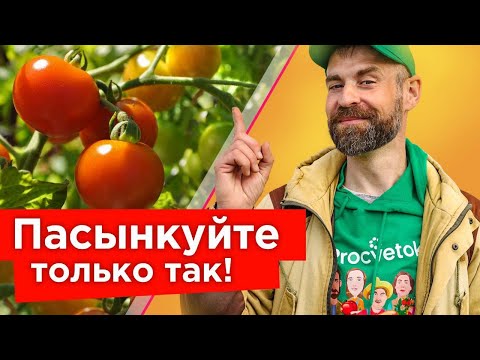 Видео: КУСТЫ ТОМАТОВ БУДУТ ЛОМИТЬСЯ ОТ ПЛОДОВ! Обязательно удалите эти побеги, как только увидите!
