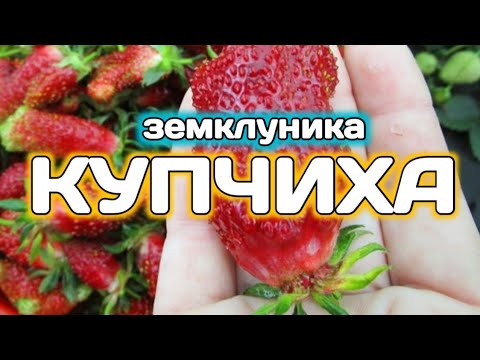 Видео: КУПЧИХА, гибрид земклуника, клубника, земляника. Belklubnika.by