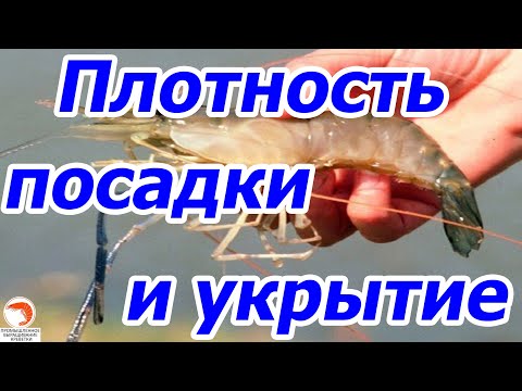 Видео: Креветка Макробрахиум Розенберга, укрытия, плотность посадки обзор