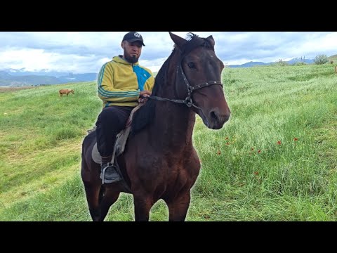 Видео: МАРХАМАТНИ ОТИ.. СОТИЛАДИ..