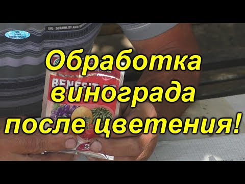 Видео: Очень важная обработка винограда ПОСЛЕ цветения!!!