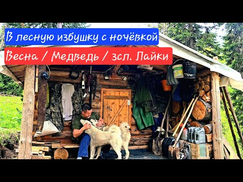 Видео: В избу с ночёвкой / Пришёл медведь / Тайга весной / Лайки