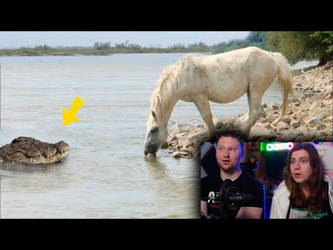 Видео: Не на Того Нарвался! Битвы Животных Снятые на Камеру | РЕАКЦИЯ на Max Show
