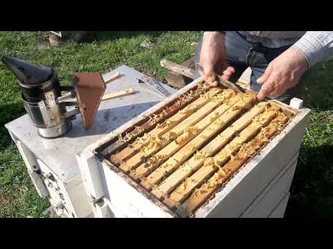 Видео: Метод Стоянова. Осмотр семей после зимовки. Вся рамка 145-ая. #мед #пасека #пчеловодство