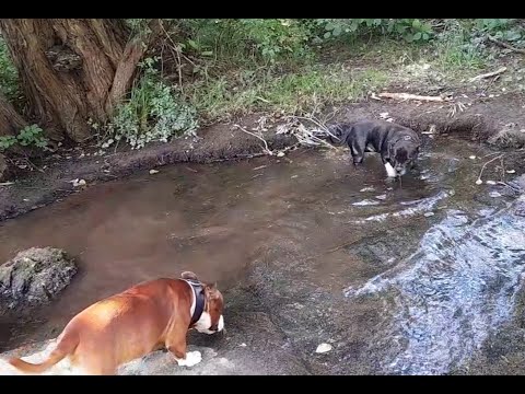 Видео: Стаффордширские бультерьеры на ручье. Боится ли стаффбуль воду?