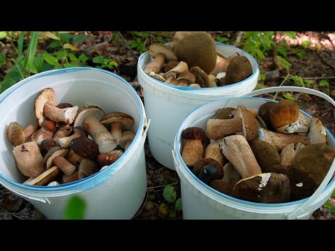 Видео: Поход за Грибами! Грибалка 2025. Много Грибов!