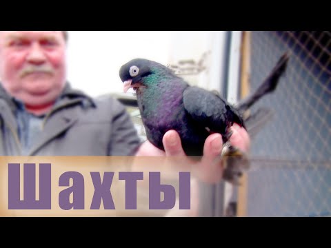 Видео: Птичий рынок. Шахты. [06.04.2025]