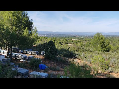 Видео: Пчеловодство Испании, как это? 27. September 2021