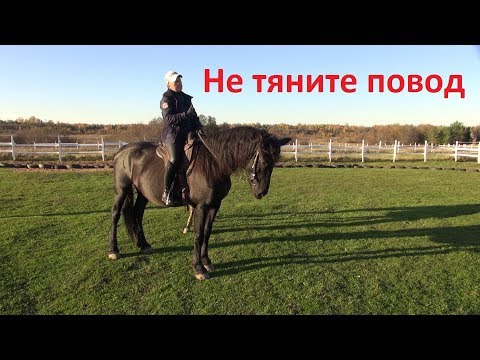 Видео: Почему нельзя тянуть повод