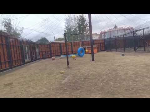 Видео: JKIN3192 Шархан Видео от опекуна Светланы 03.10.2025